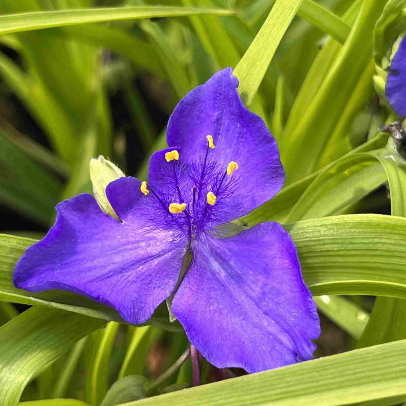 Tradescantia andersoniana Sweet Kate