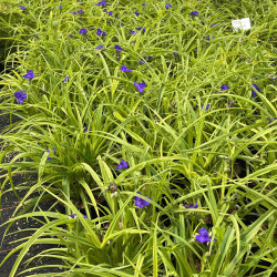 Tradescantia andersoniana Sweet Kate