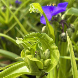 Tradescantia andersoniana Sweet Kate