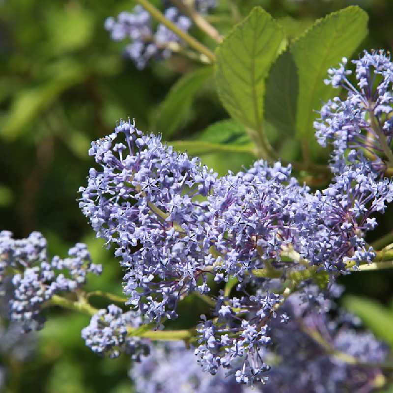 Ceanothus delilianus ‘Topaze‘ - Lilas de Californie