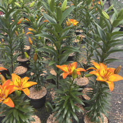 Lilium ‘Spark‘ - FantAsiatic