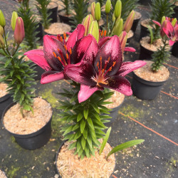 Lilium ‘Serious Hotspot‘