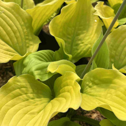 Hosta Coast to coast