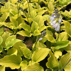 Hosta Coast to coast