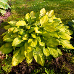 Hosta Coast to coast