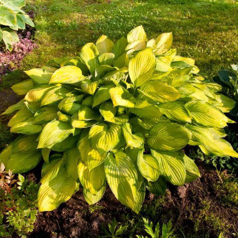 Hosta Coast to coast