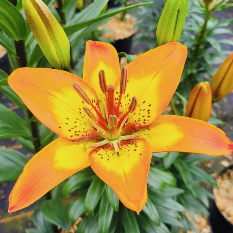 Lilium ‘Spark‘ - FantAsiatic® - Lys Royal