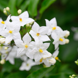 Solanum jasminoides ‘Album‘ - Morelle faux jasmin