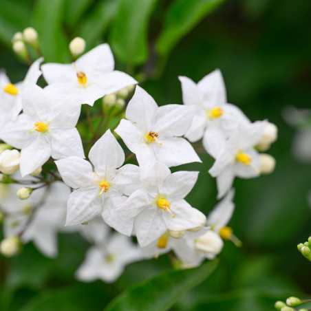 Morelle faux jasmin - Solanum jasminoides ‘Album‘