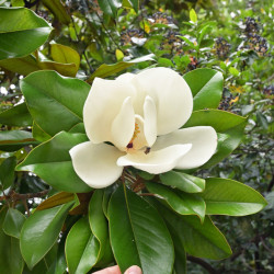 Magnolia grandiflora ‘Nana‘ - Praecox - Laurier-tulipier