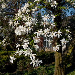 Magnolia kobus - Magnolia de Kobe
