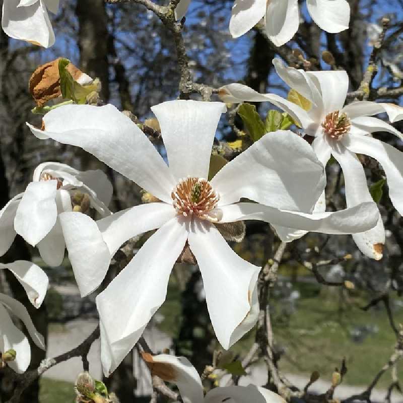 Magnolia kobus