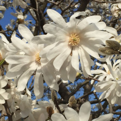 Magnolia stellata ‘Royal Star’ - Magnolia étoilé