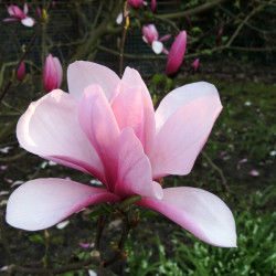 Magnolia ‘Galaxy’