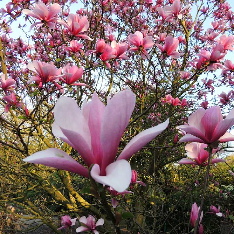 Magnolia ‘Galaxy’