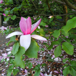 Magnolia ‘Galaxy’