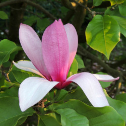 Magnolia ‘Galaxy’