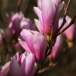 Magnolia ‘Galaxy’