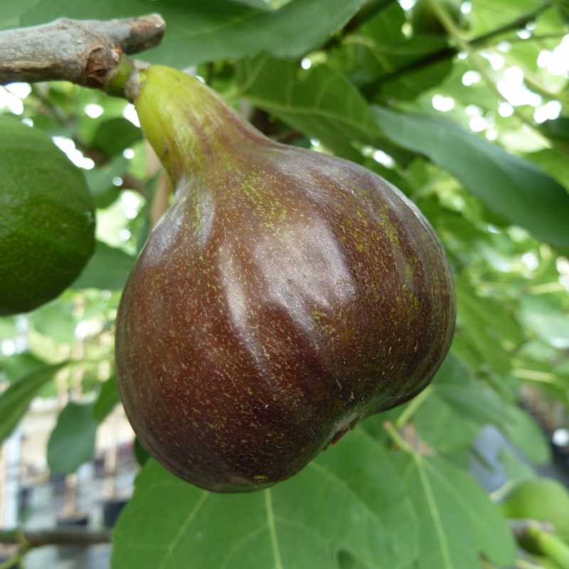 Ficus carica ‘Bornholms Diamant’