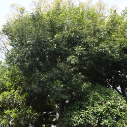 Quercus myrsinifolia -...