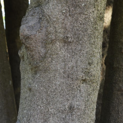 Quercus myrsinifolia - Chêne à feuilles de myrsine