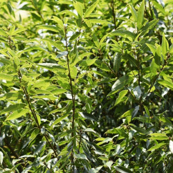 Quercus myrsinifolia - Chêne à feuilles de myrsine