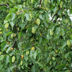 Quercus myrsinifolia - Chêne à feuilles de myrsine