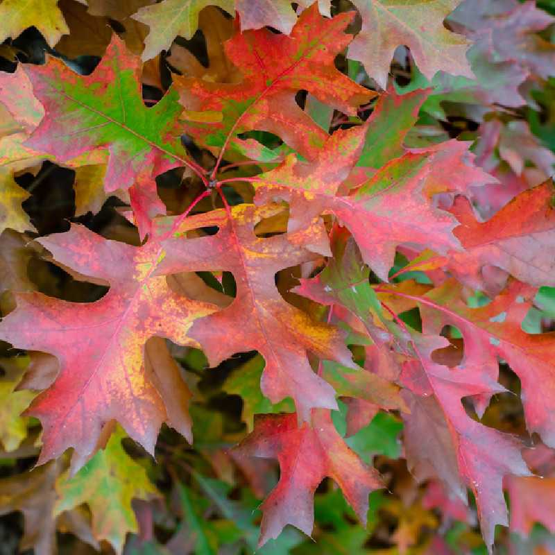 Quercus palustris ‘Isabel‘ - Chêne des marais nain