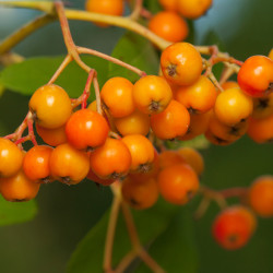 Sorbus aucuparia - Sorbier des oiseleurs