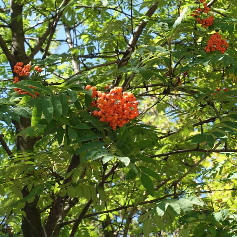 Sorbus aucuparia - Sorbier des oiseleurs