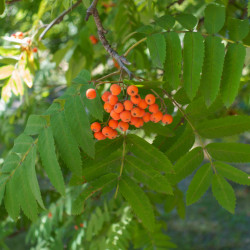 Sorbus aucuparia - Sorbier des oiseleurs