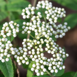 Sorbus aucuparia - Sorbier des oiseleurs