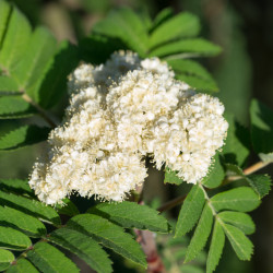 Sorbus aucuparia - Sorbier des oiseleurs