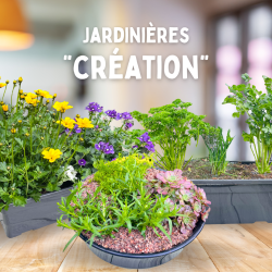 Jardinières "Création" (3 plantes)