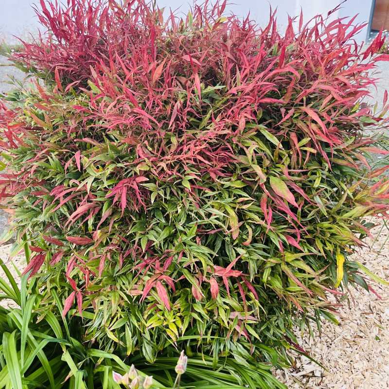 Nandina domestica ‘Gulf Stream’