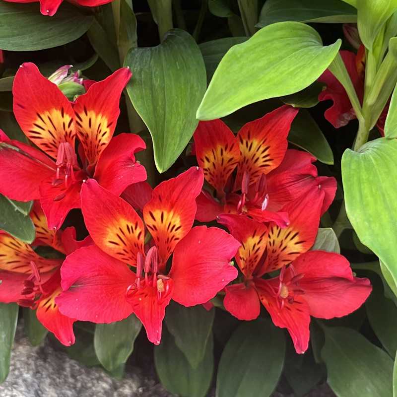 Alstroemeria Duc d'Anjou ‘Emmanuel