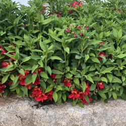 Alstroemeria Duc d'Anjou ‘Emmanuel