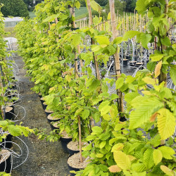 Carpinus betulus Rockhampton Red