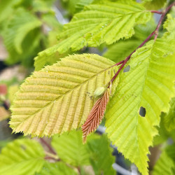 Carpinus betulus Rockhampton Red