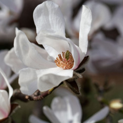 Magnolia kobus ‘Isis’