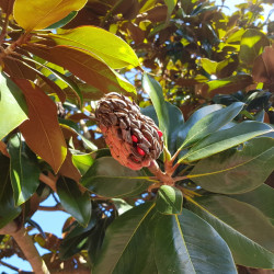 Magnolia grandiflora ‘Alta’