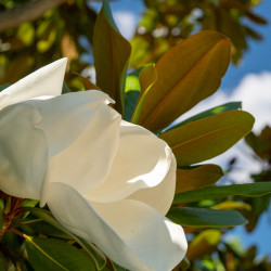 Magnolia grandiflora ‘Alta’