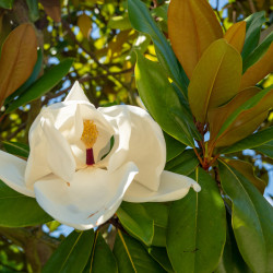 Magnolia grandiflora ‘Alta’