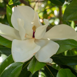 Magnolia grandiflora ‘Alta’