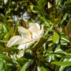 Magnolia grandiflora ‘Alta’