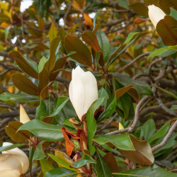 Magnolia grandiflora ‘Alta’