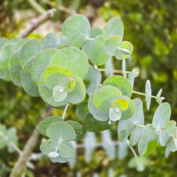 Eucalyptus cinerea