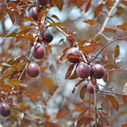 Prunus cerasifera var. pissardii - Prunier pourpre