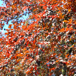 Prunus cerasifera var. pissardii - Prunier pourpre