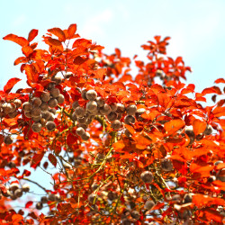 Prunus cerasifera var. pissardii - Prunier pourpre